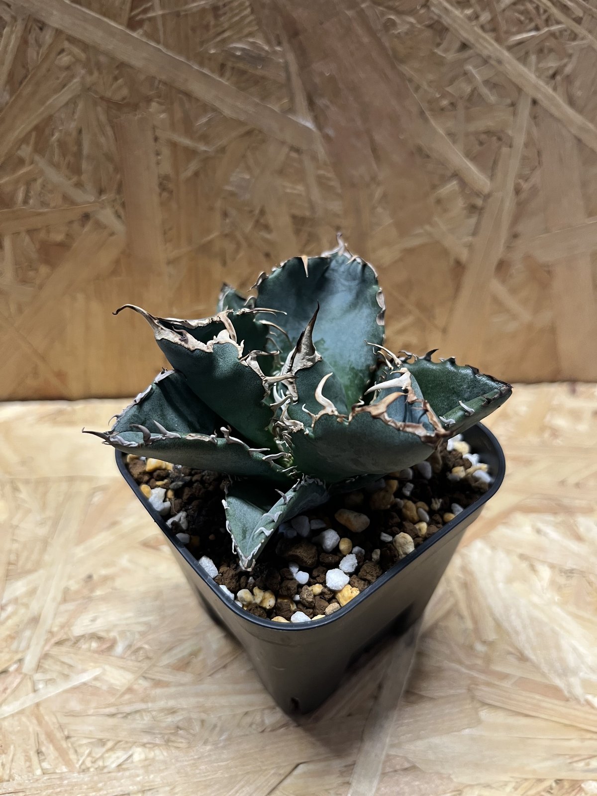 アガベ チタノタ 白鯨 | GREEN LUCK