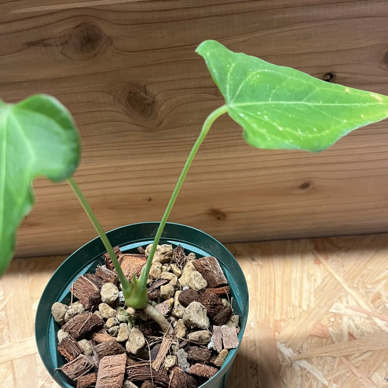 アンスリウム デルタフォース | GREEN LUCK