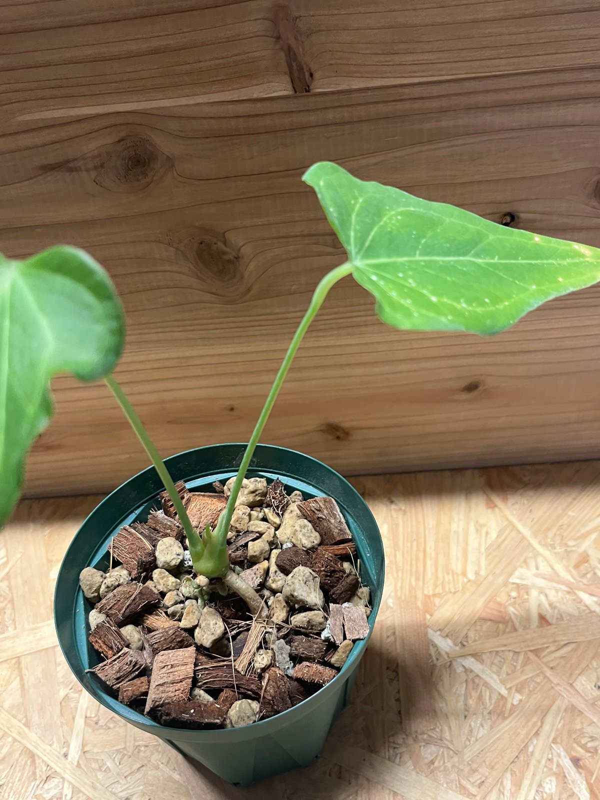 アンスリウム デルタフォース | GREEN LUCK