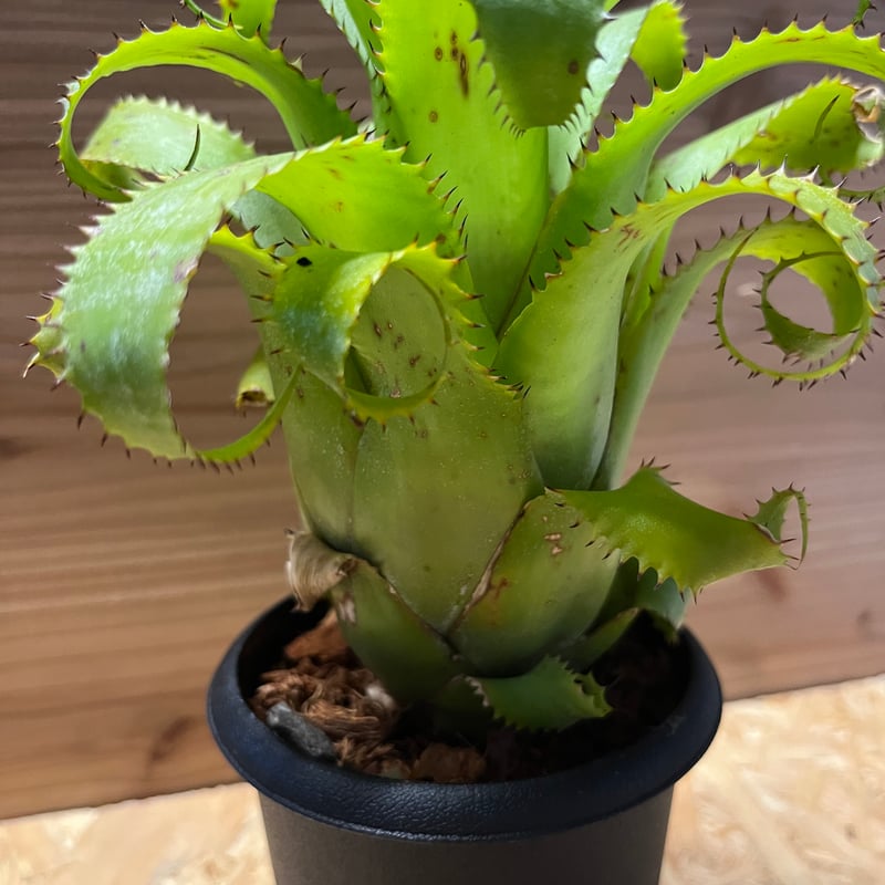 ネオレゲリア ロレナレクター 我が家のネオレゲリア その2｜そだレポ（栽培レポート）by翔子