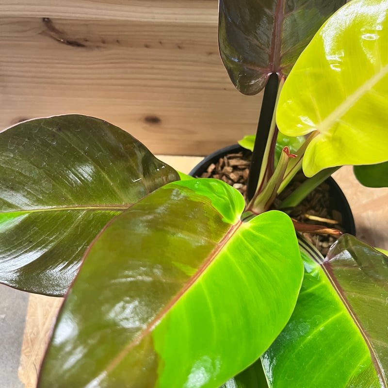 超希少❗️美斑❗️フィロデンドロン　インペリアル　イエローフレーム✨ 超希少❗️美斑❗️フィロデンドロン インペリアル イエロー