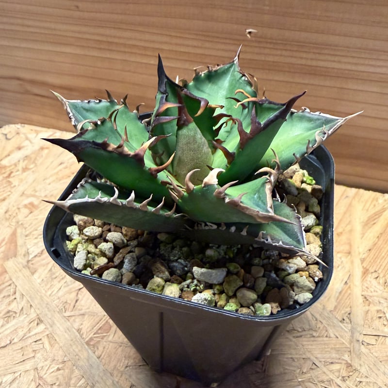 アガベ チタノタ 'レッドキャットウィーズル' | GREEN LUCK