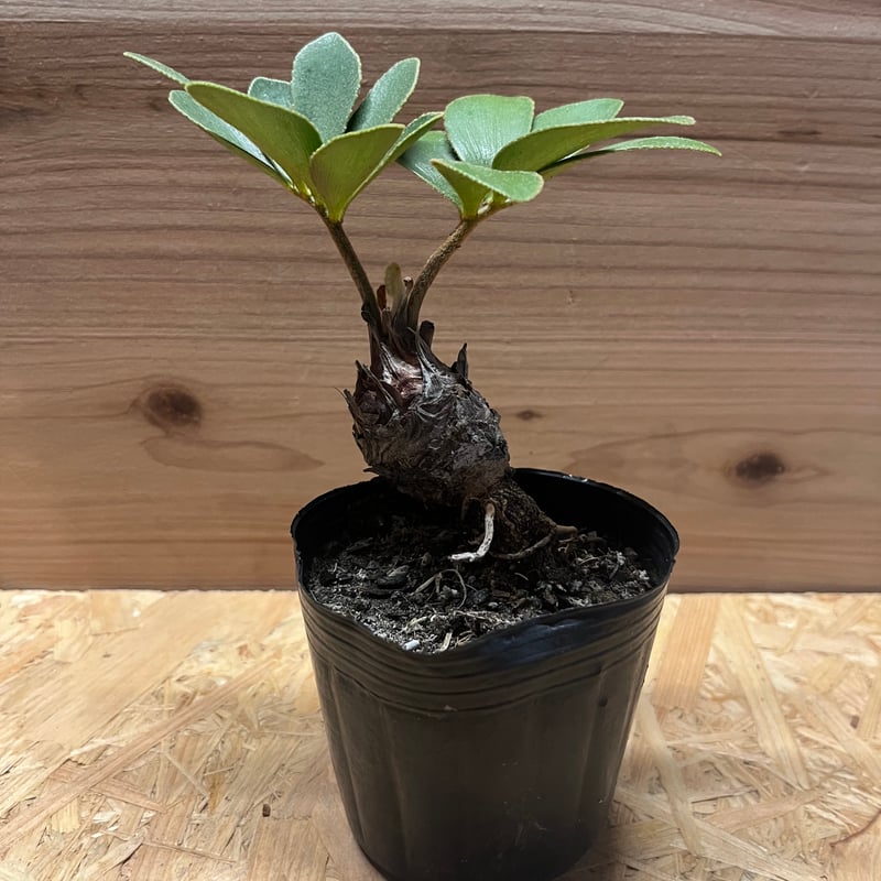 ザミア フルフラセア | GREEN LUCK