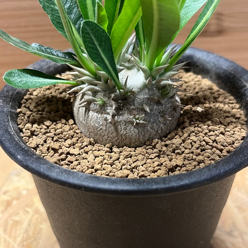 パキポディウム デンシカウレ 恵比寿大黒 | GREEN LUCK