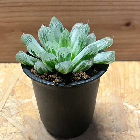 ハオルチア | STORES