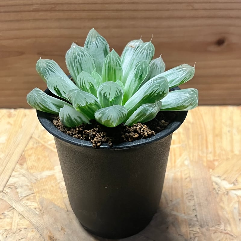 ハオルチア オブツーサ 錦 | GREEN LUCK