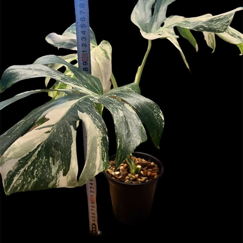 モンステラ8 斑入り　シルバーホワイトティアーズ デリシオーサ　葉付き発根済 ホワイトティアーズ？美しい白斑の葉が開き続けるモンステラ