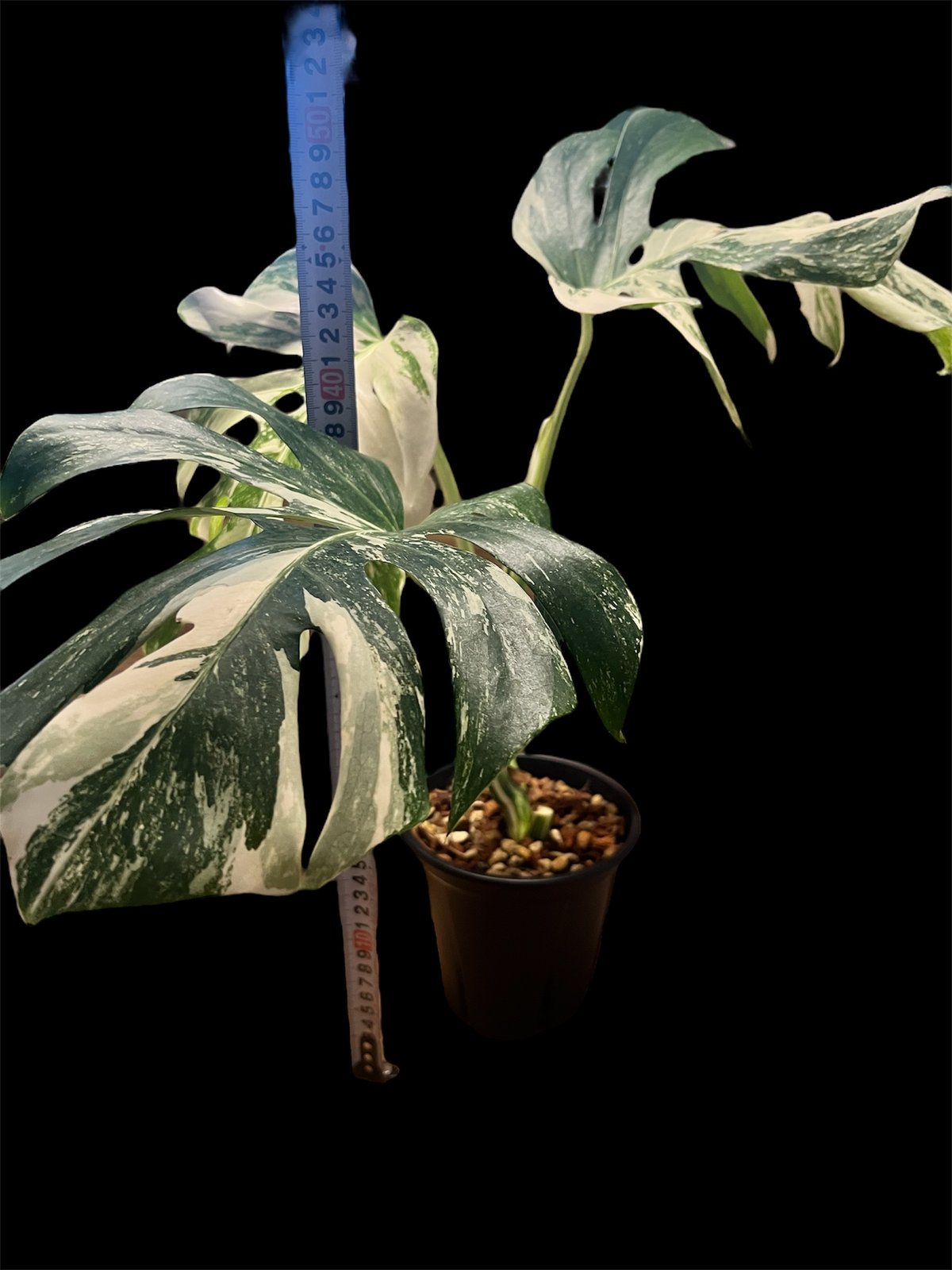 モンステラ8 斑入り　シルバーホワイトティアーズ デリシオーサ　葉付き発根済 モンステラ8 斑入り シルバーホワイトティアーズ デリシオーサ