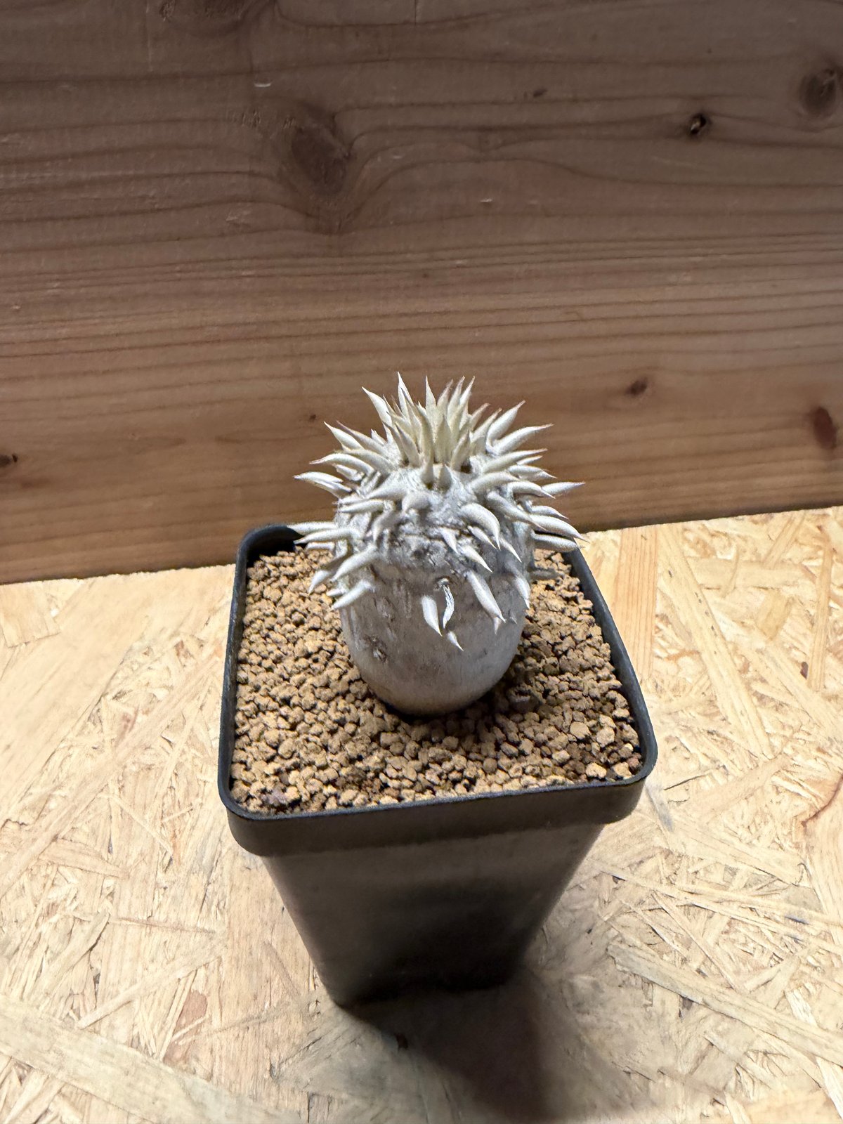 Pachypodium エブレネウム パキポディウム エブレネウム 【クッキー】パキポディウム eburneum mana | No.2 塊根植物・コーデックス