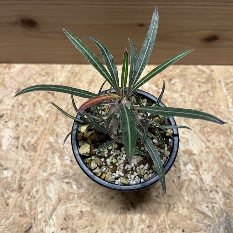 パキポディウム カクチペス | GREEN LUCK