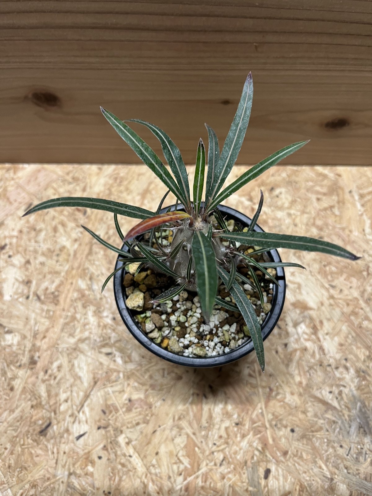 パキポディウム カクチペス | GREEN LUCK