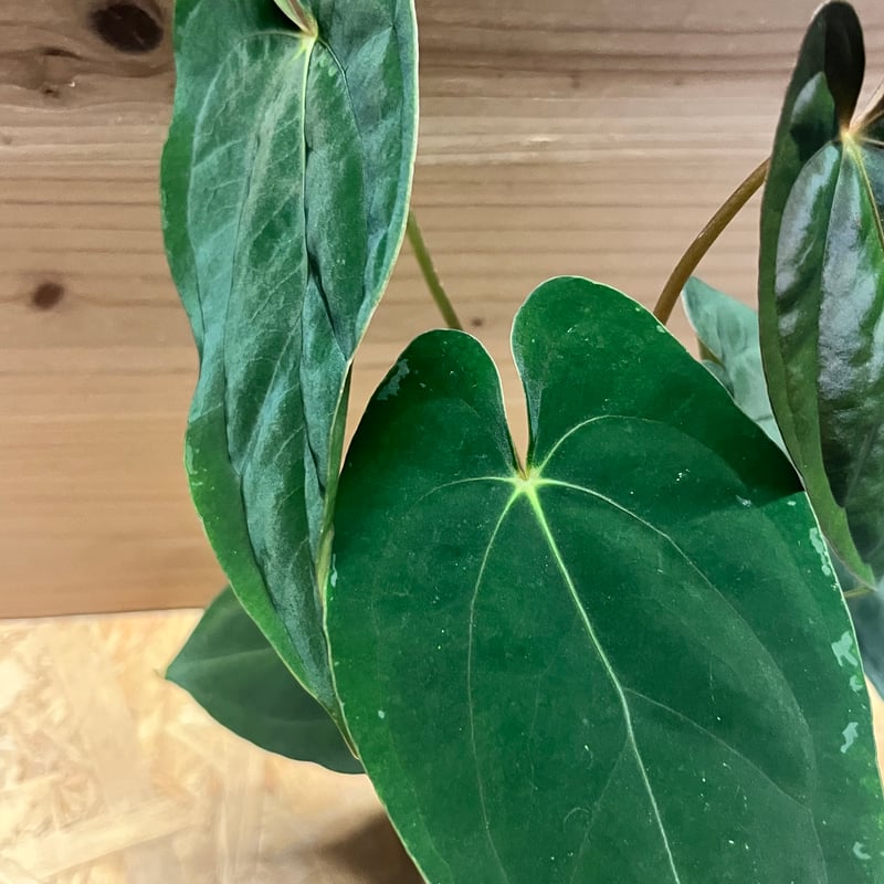 アンスリウム　パピリラミナム×RL アンスリウム パピリラミナム ラルフライナム | GREEN LUCK