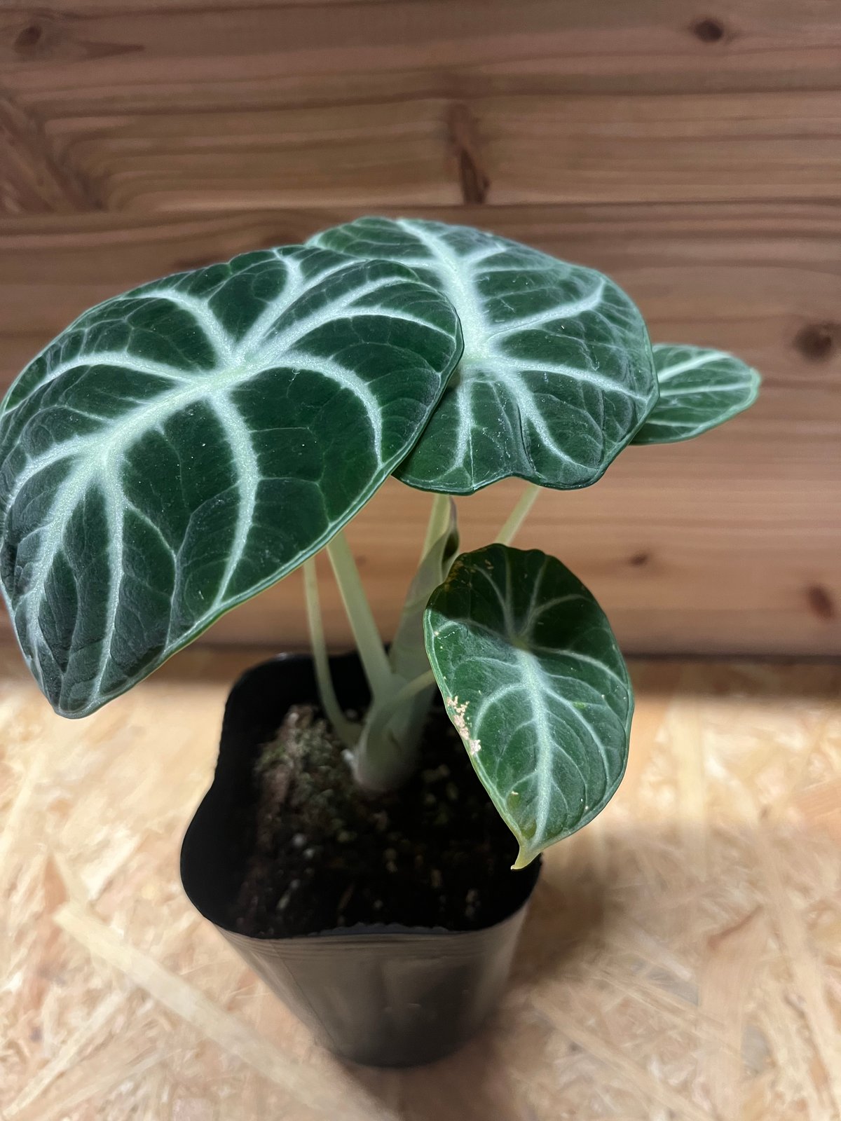 Alocasia Ninja Tricolor / アロカシア ニンジャ 斑入り Alocasia Ninja Tricolor/ アロカシア ニンジャ 斑入り② - メルカリ