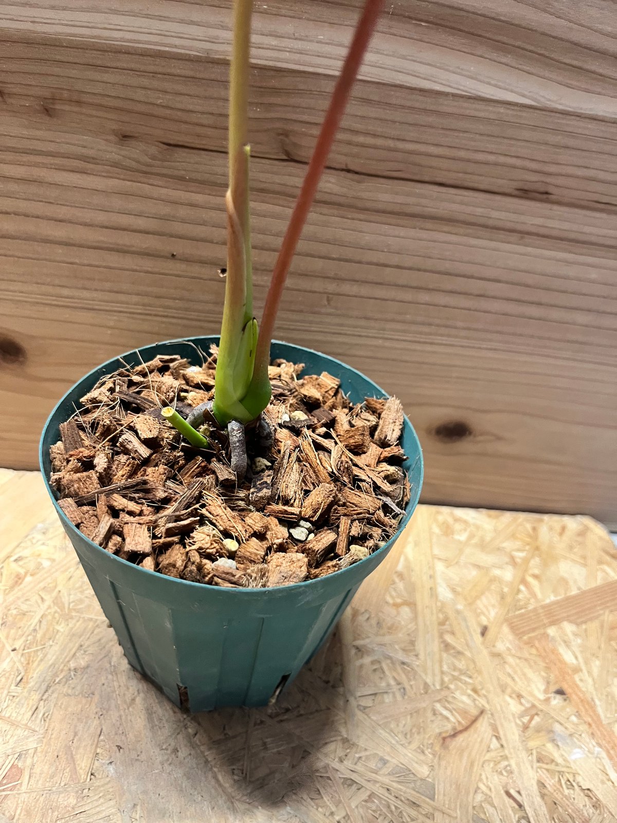 アンスリウム チャンベラニアナム 'ロムズレッド' | GREEN LUCK