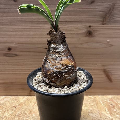 ディスティチャ | STORES