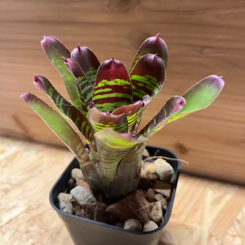 ネオレゲリア レイマヌ | GREEN LUCK