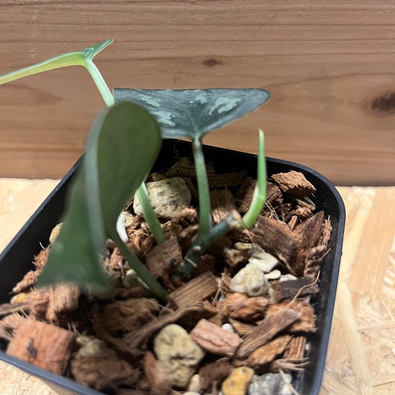 激レア　スキンダプサス　プラブ　Prabu fit=scale-down,w=1200