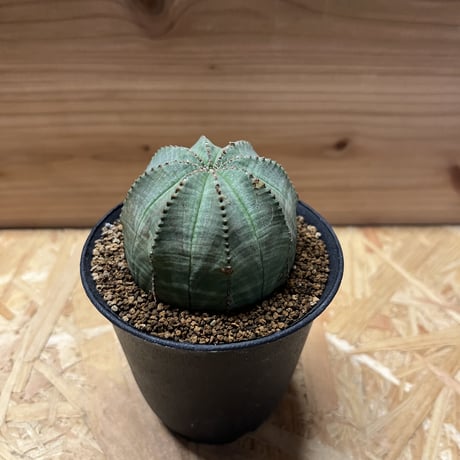 ユーフォルビア　オベサ