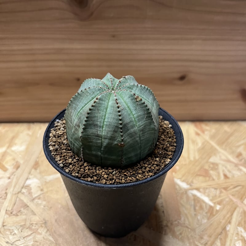 ユーフォルビア オベサ | GREEN LUCK