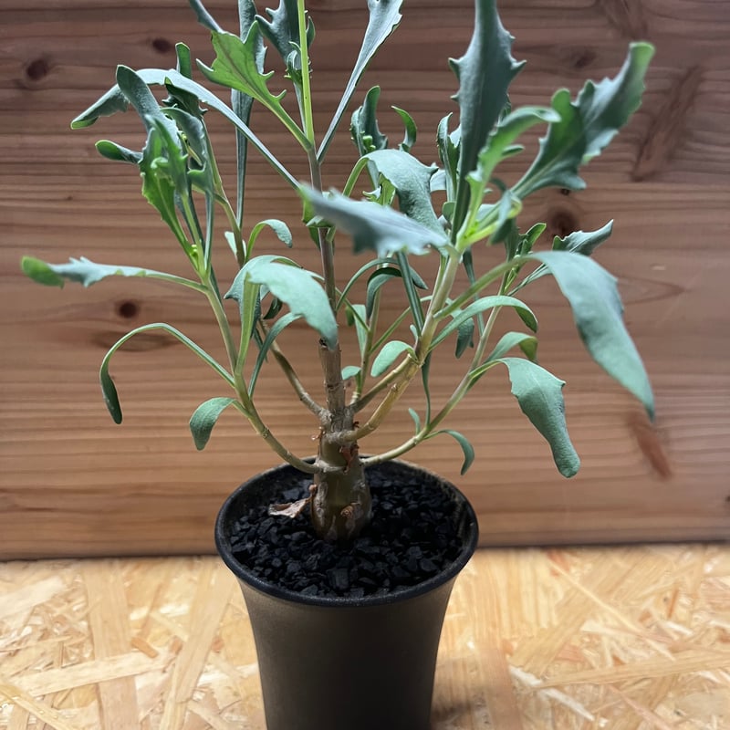 オトンナ レトロフラクタ | GREEN LUCK