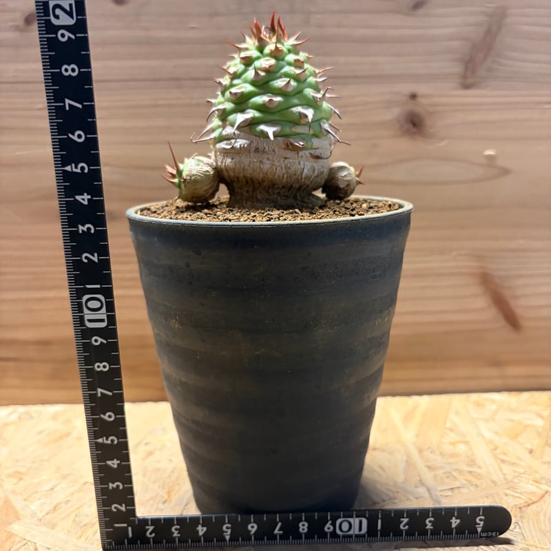 サボテンユーフォルビア 楽天市場】ユーフォルビア レネウトニー 鉢植えサボテン 多肉植物