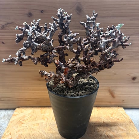 CATEGORY 多肉植物 塊根植物 | GREEN LUCK