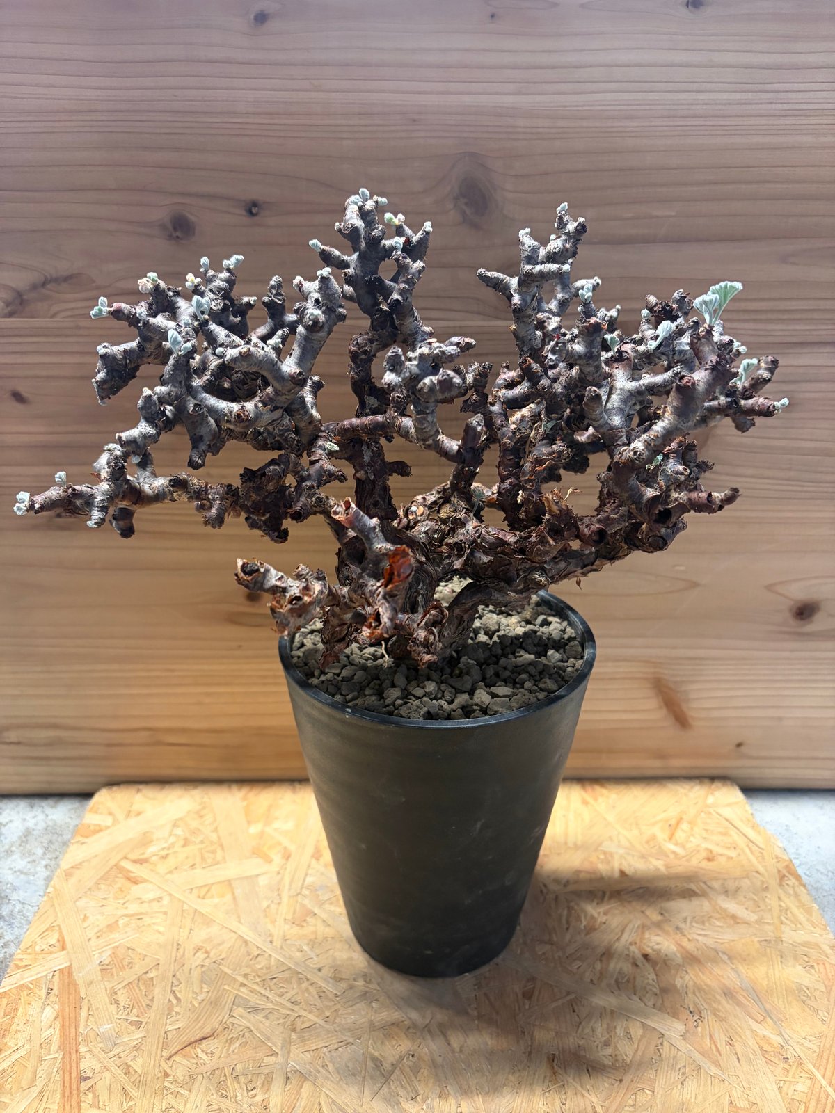 ペラルゴニウム ミラビレ | GREEN LUCK