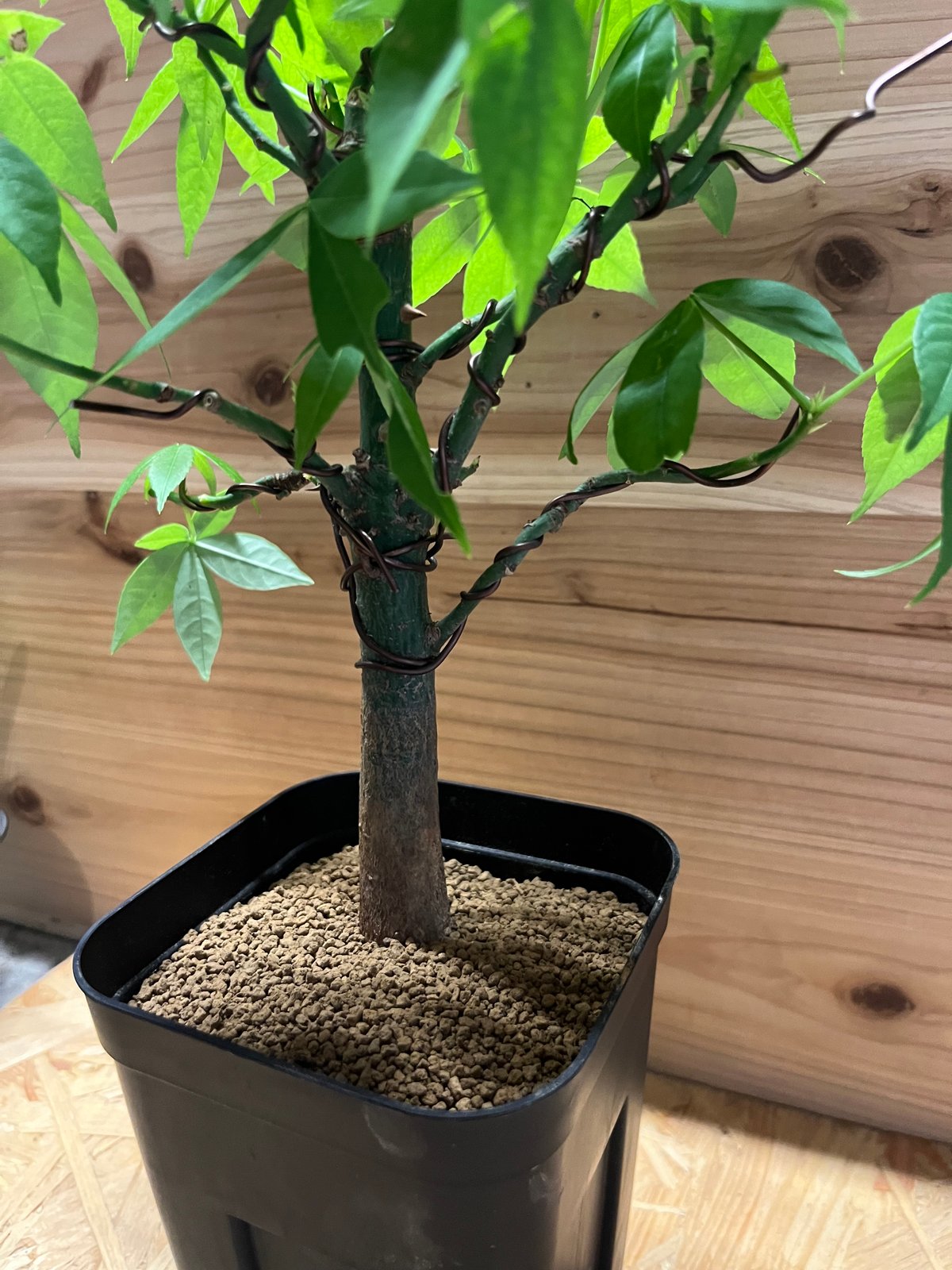 トックリキワタ パラボラッチョ | GREEN LUCK