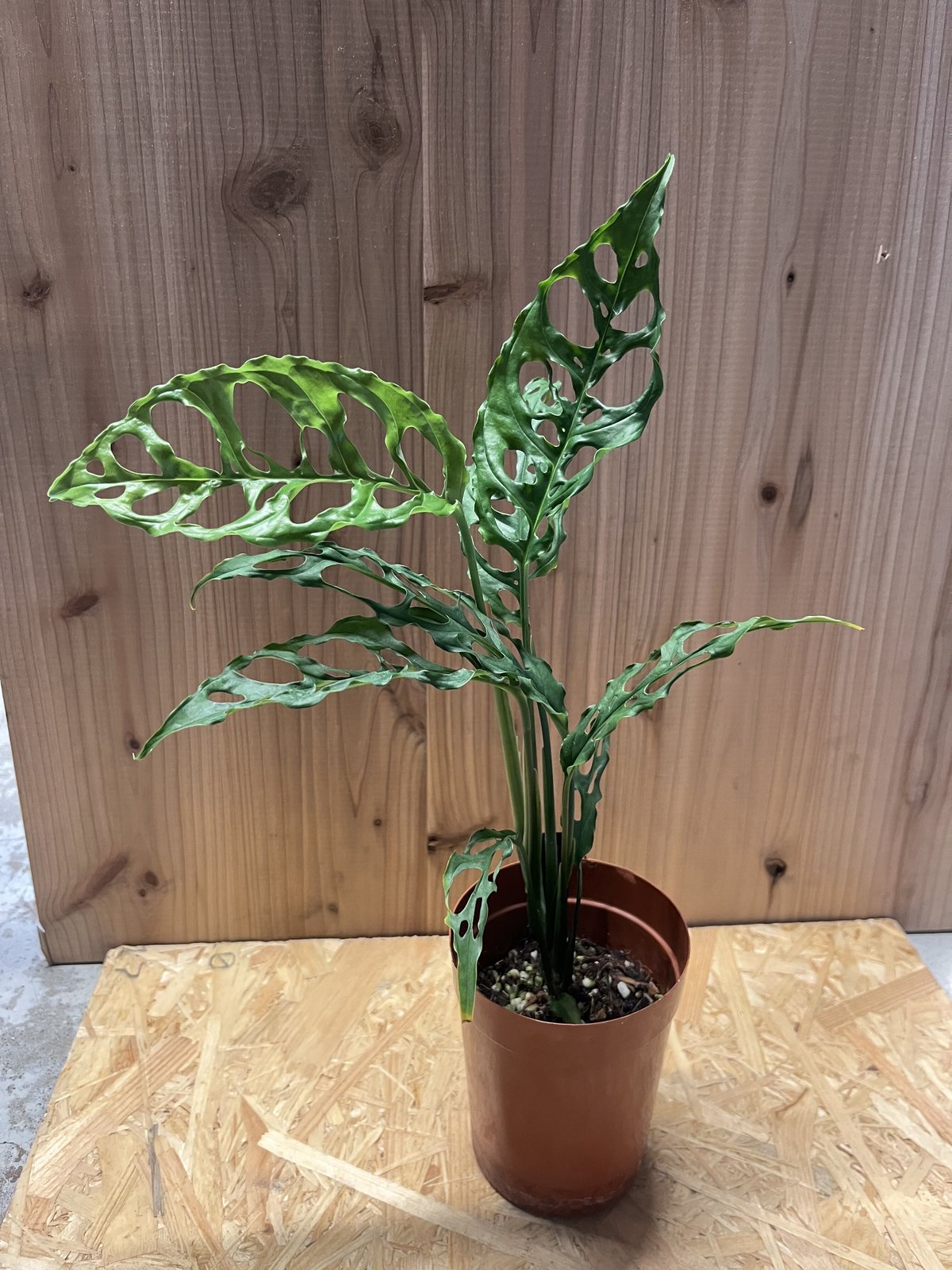 モンステラ オブリクア ペルー | GREEN LUCK