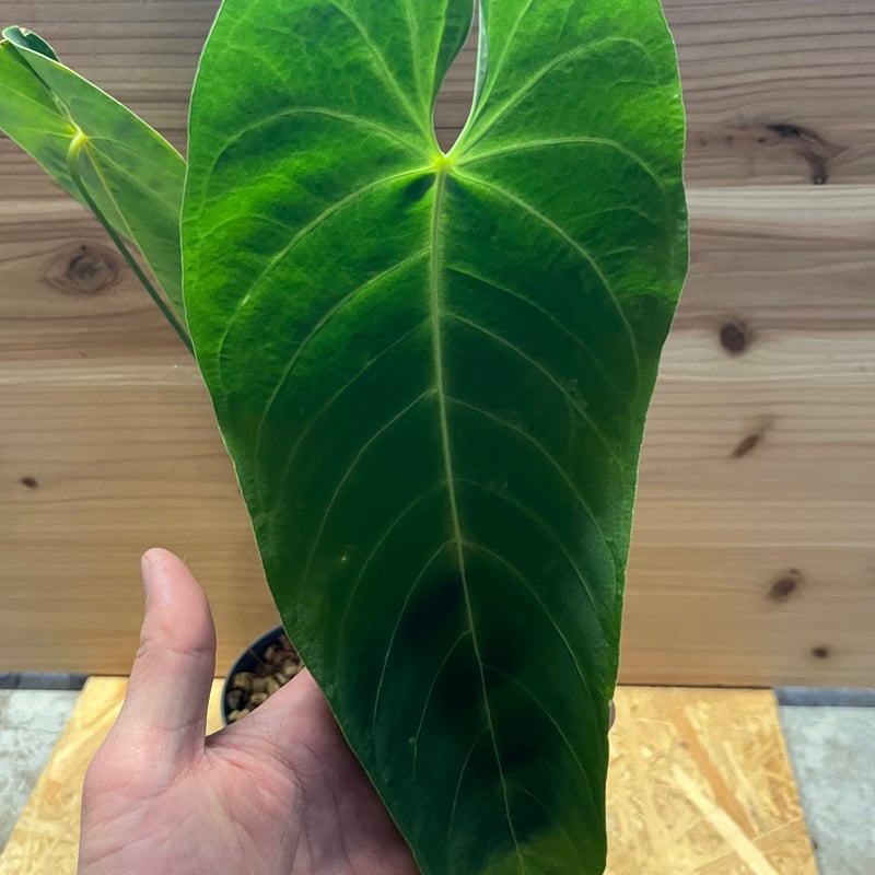 アンスリウム クエレマレンセ | GREEN LUCK