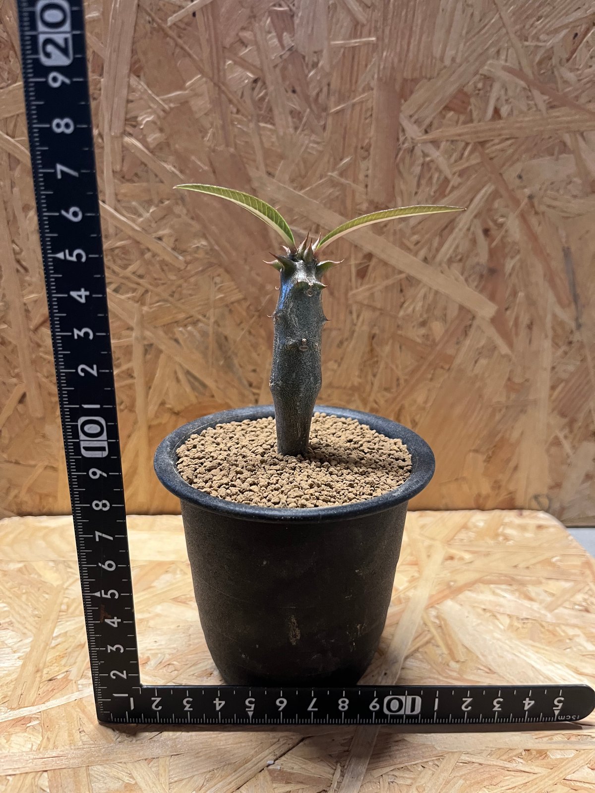 超希少 パキポディウム バロニー ダブルヘッド ツーヘッド 分頭 発根済 超希少 パキポディウム バロニー ダブルヘッド ツーヘッド 分頭