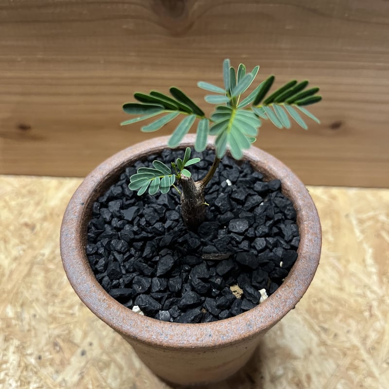 センナ メリディオナリス×伝市鉢 | GREEN LUCK