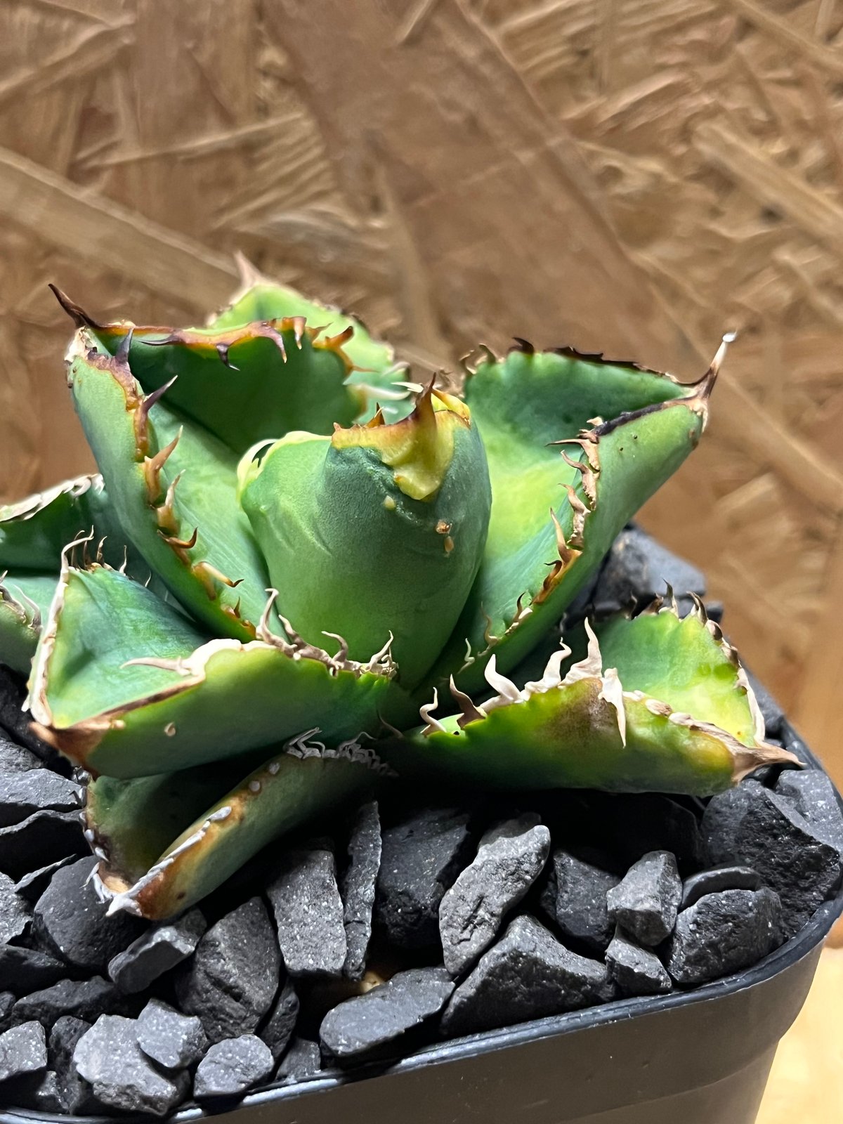 アガベ チタノタ ジュエル 超ブツブツ スタッズ アガベ チタノタ