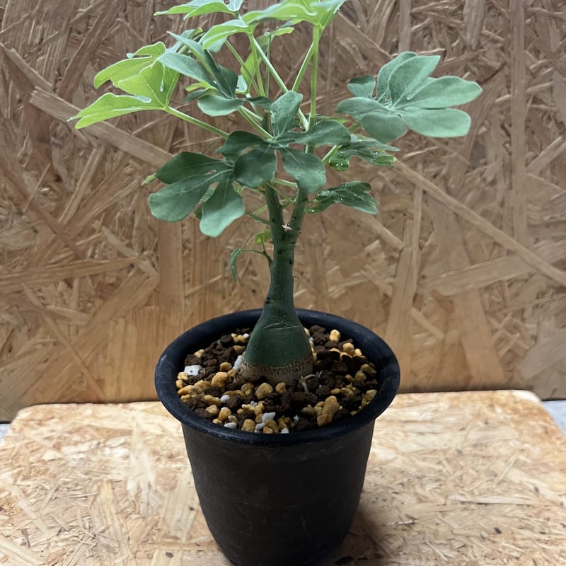 アデニア グラウカ | GREEN LUCK