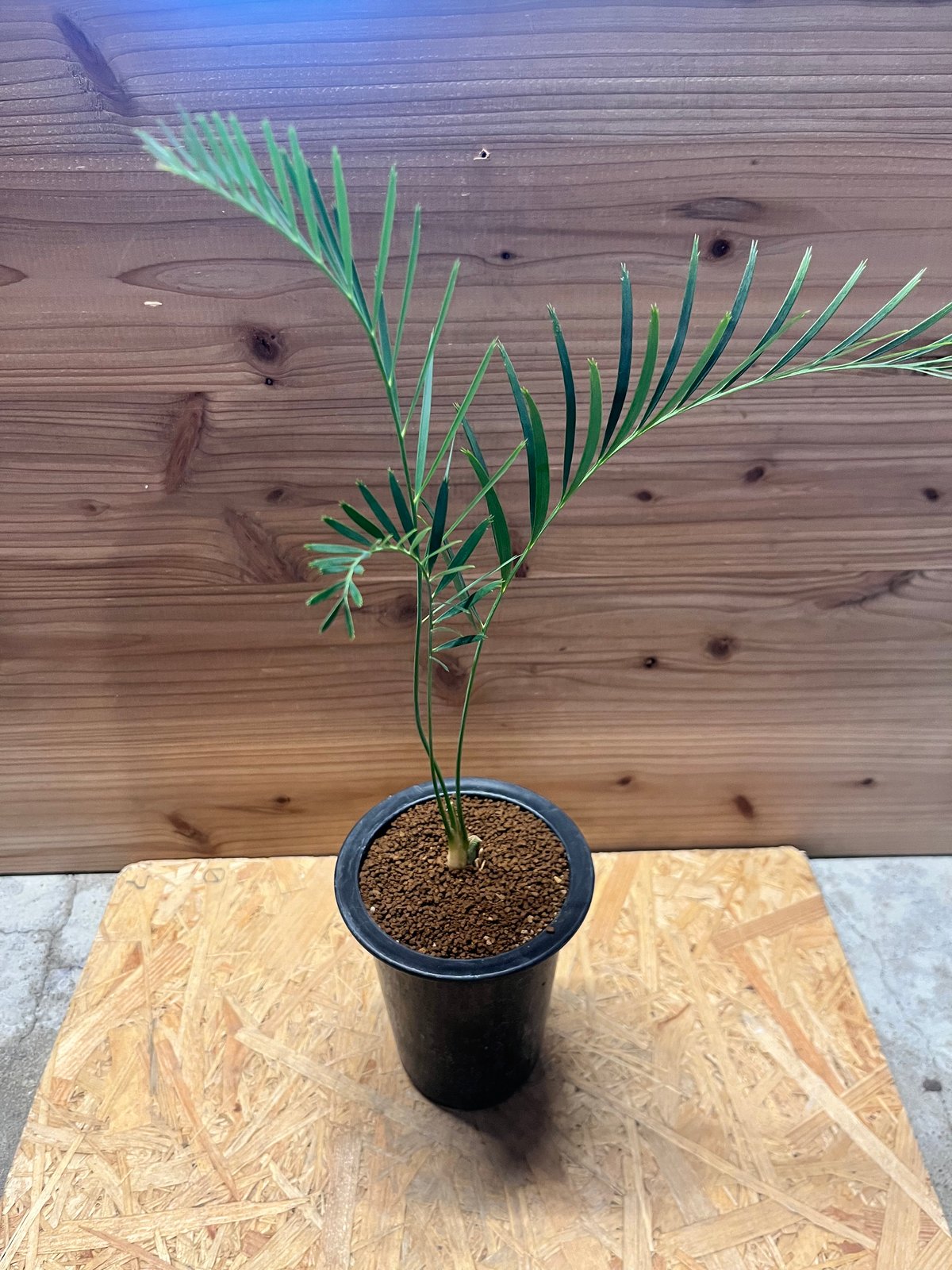 fit=scale-down,w=1200 fit=scale-down,w=1200