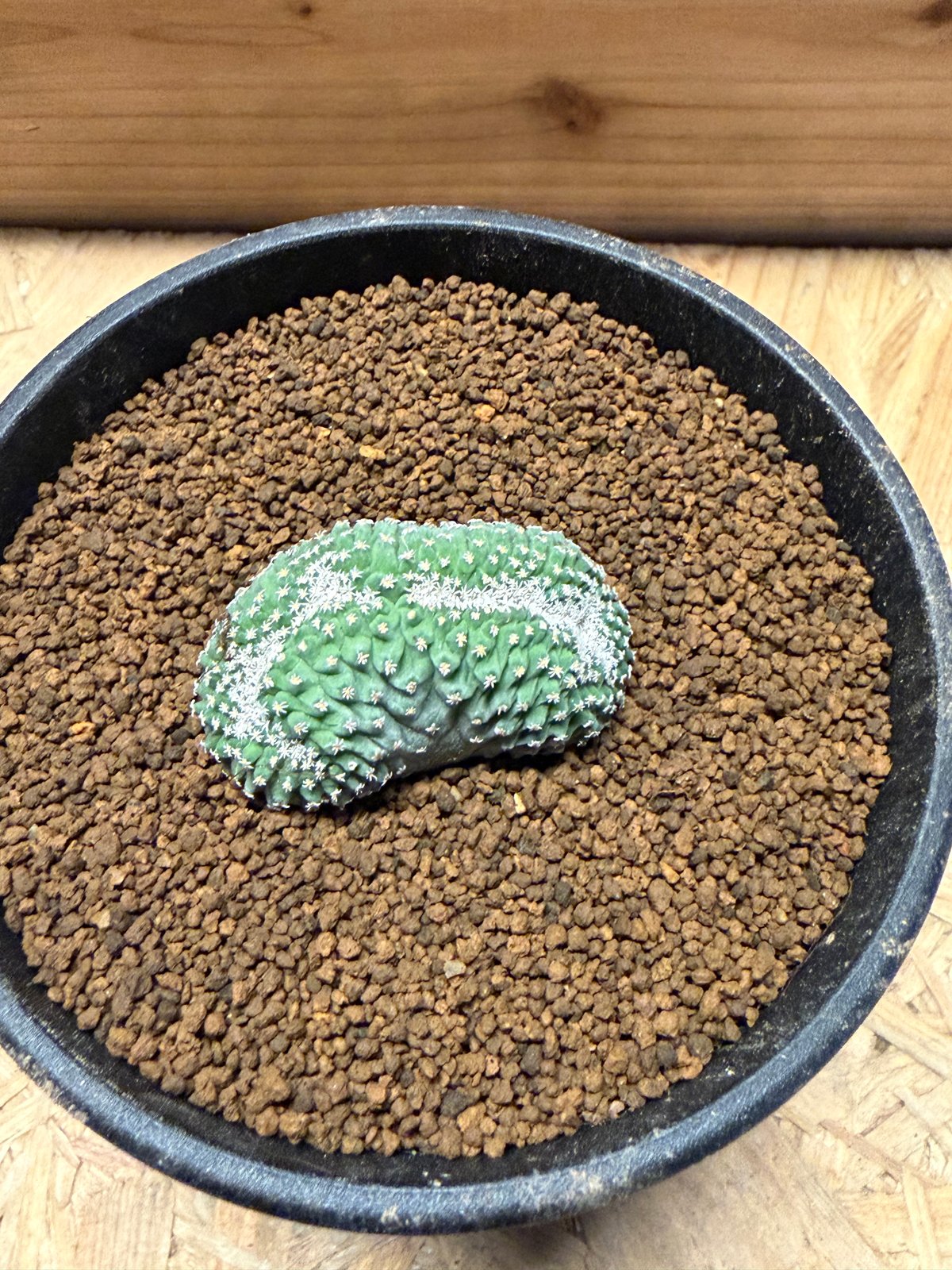 ストロンボカクタス ディシフォルミス 菊水 綴化 | GREEN LUCK