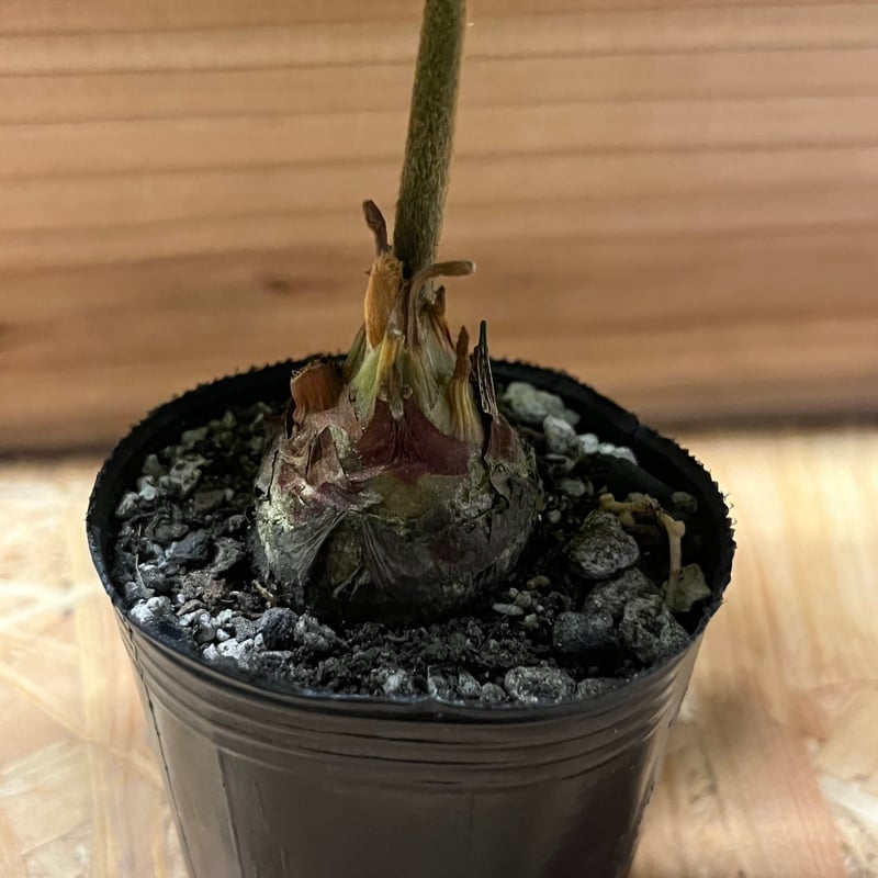 12#植物アエオニウム❤️サラダボール中斑錦❤️18頭35cm 钵つきゆうパック発送 12#植物アエオニウム❤️サラダボール中斑錦❤️18頭35cm 钵つきゆう