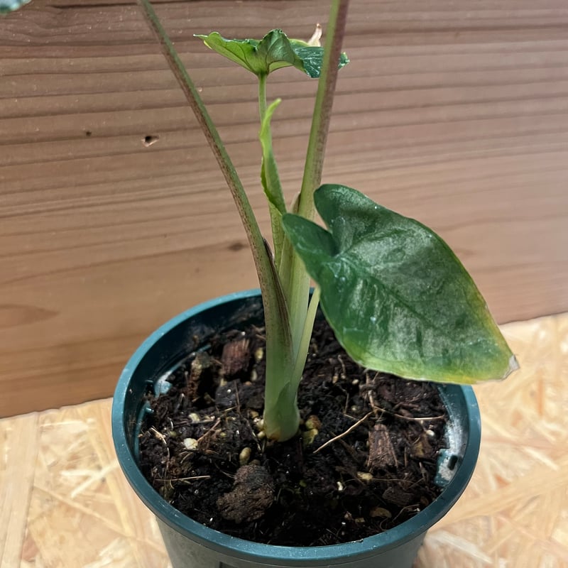 アロカシア オラニ | GREEN LUCK