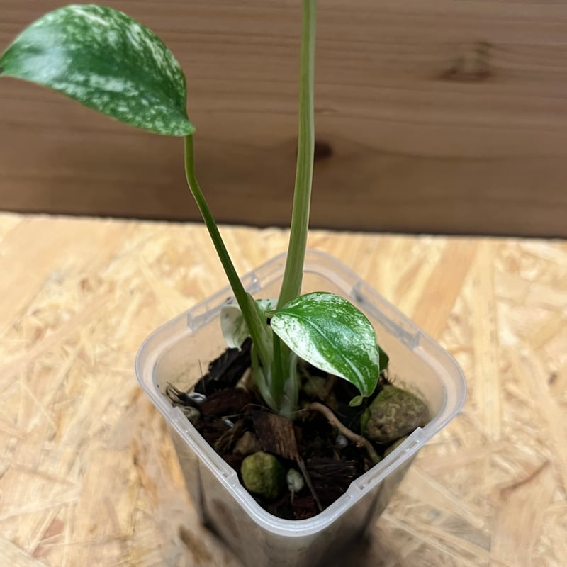 モンステラ デリシオーサ ミント | GREEN LUCK