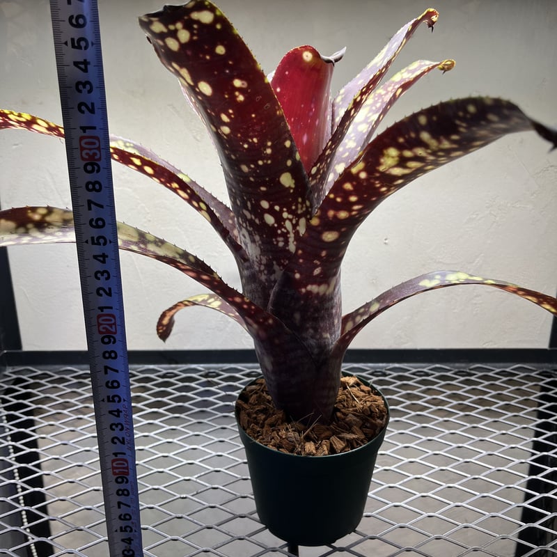 ビルベルギア コーランピンククイーン 子株 ブロメリア・エアー