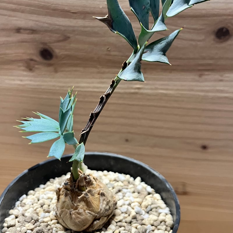 エンセファラルトス ホリダス | GREEN LUCK