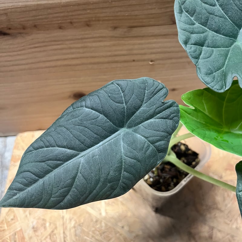 アロカシア マハラニ | GREEN LUCK