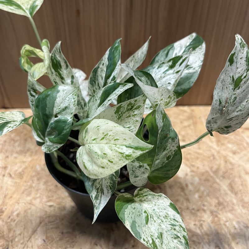 エピプレナム ピナツム マーブル | GREEN LUCK