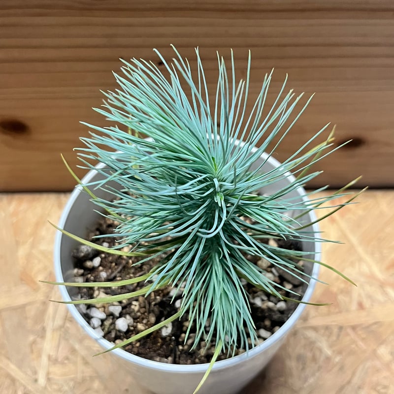 マルチネス ピニョンマツ | GREEN LUCK