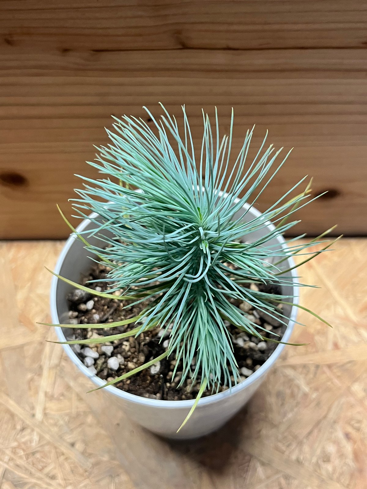 マルチネス ピニョンマツ | GREEN LUCK