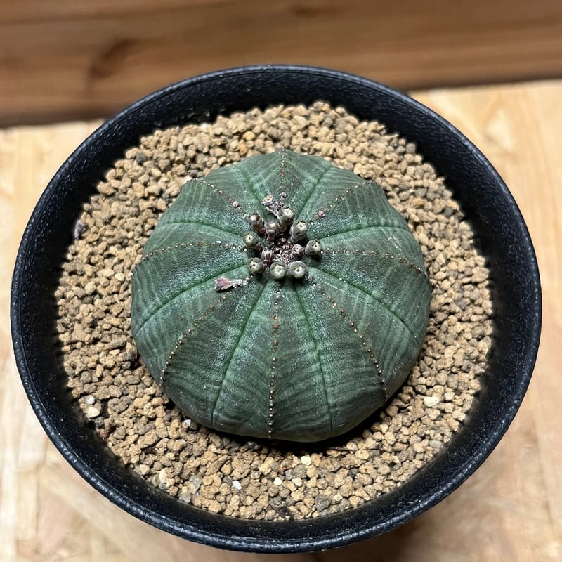 ユーフォルビア オベサ | GREEN LUCK