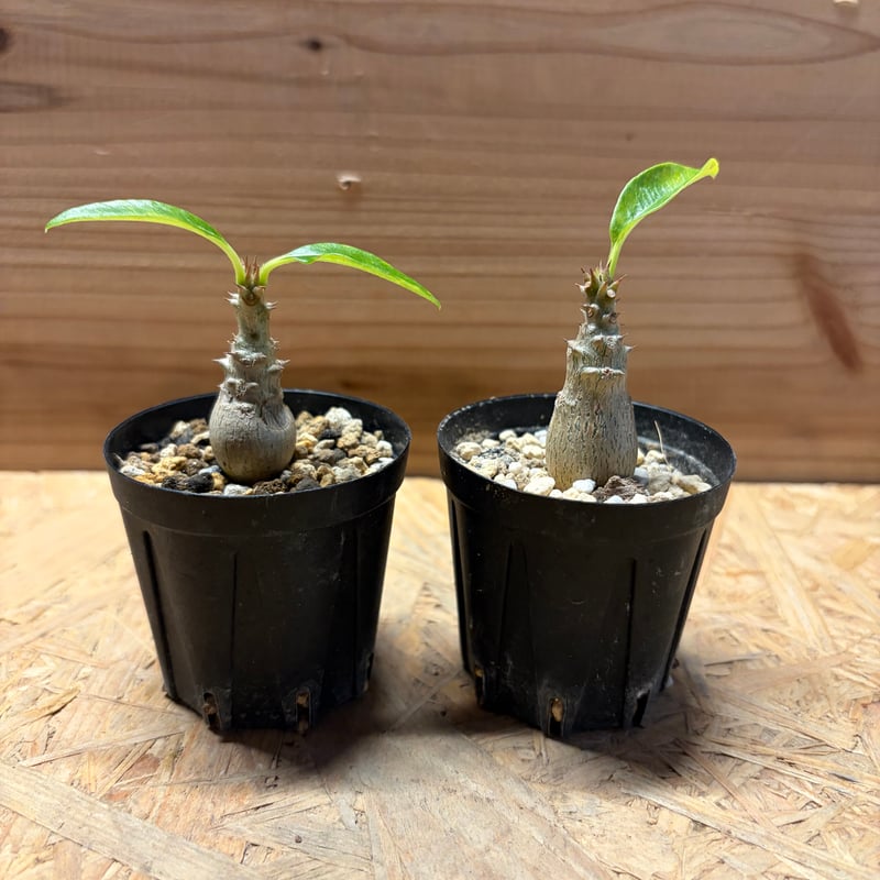 パキポディウムウィンゾリー パキポディウム ウィンゾリー 実生株 057 Pachypodium windsorii |