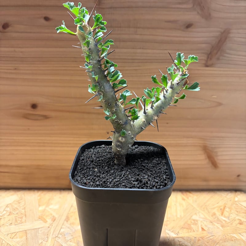 モンソニア クラシカウリス | GREEN LUCK