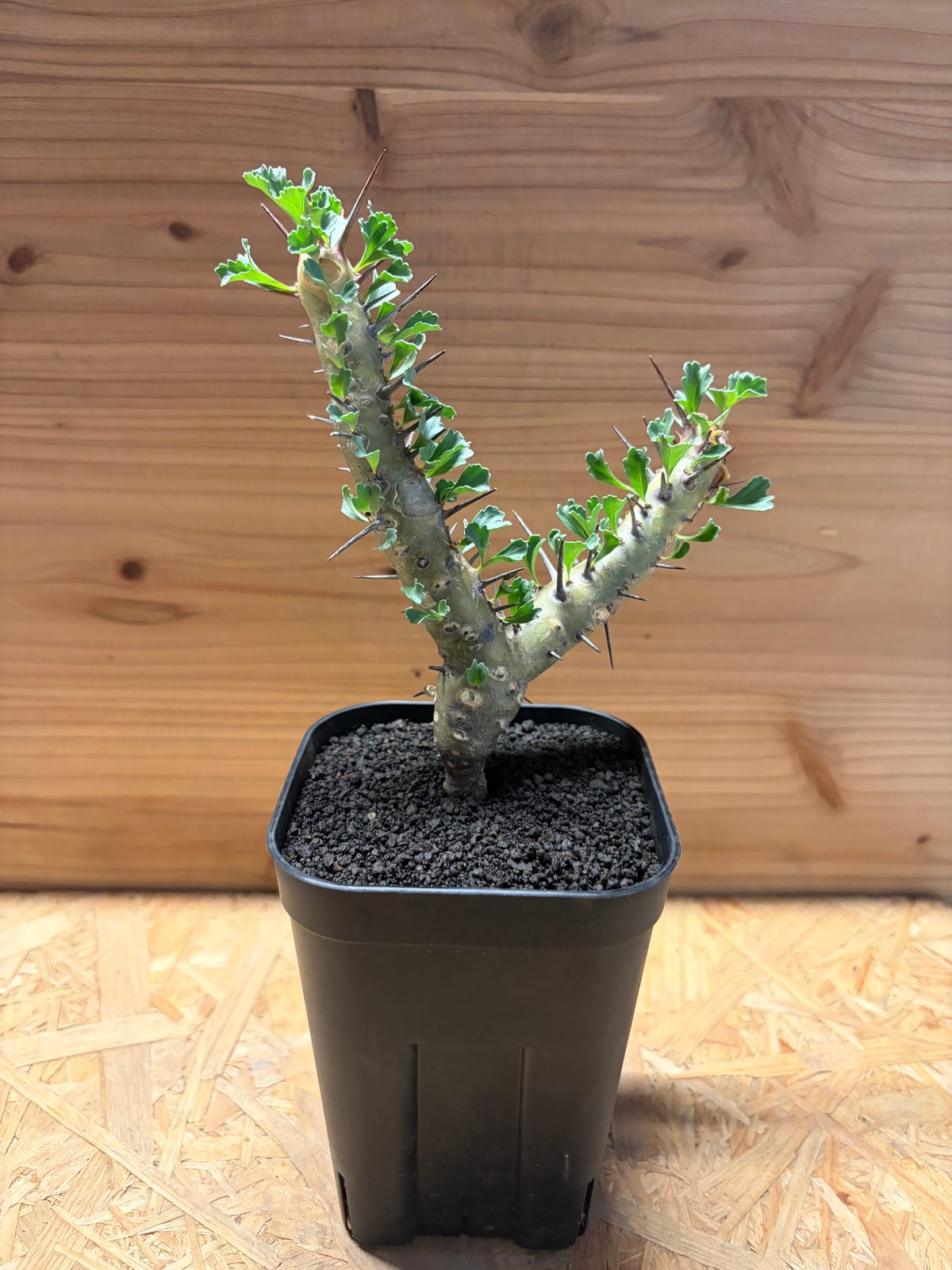 モンソニア クラシカウリス | GREEN LUCK