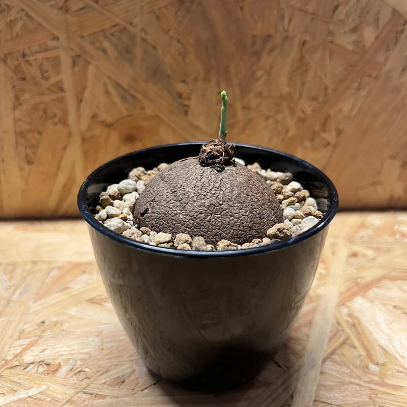 ステファニア エレクタ ステファニア エレクタ Stephania erecta | mana's farm:塊根植物